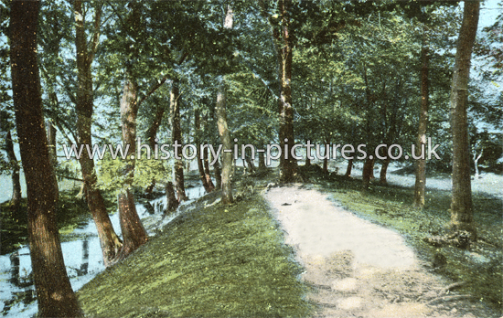 Old Roman Encampment Ambersbury Bank, Epping Forest, Essex. c.1910